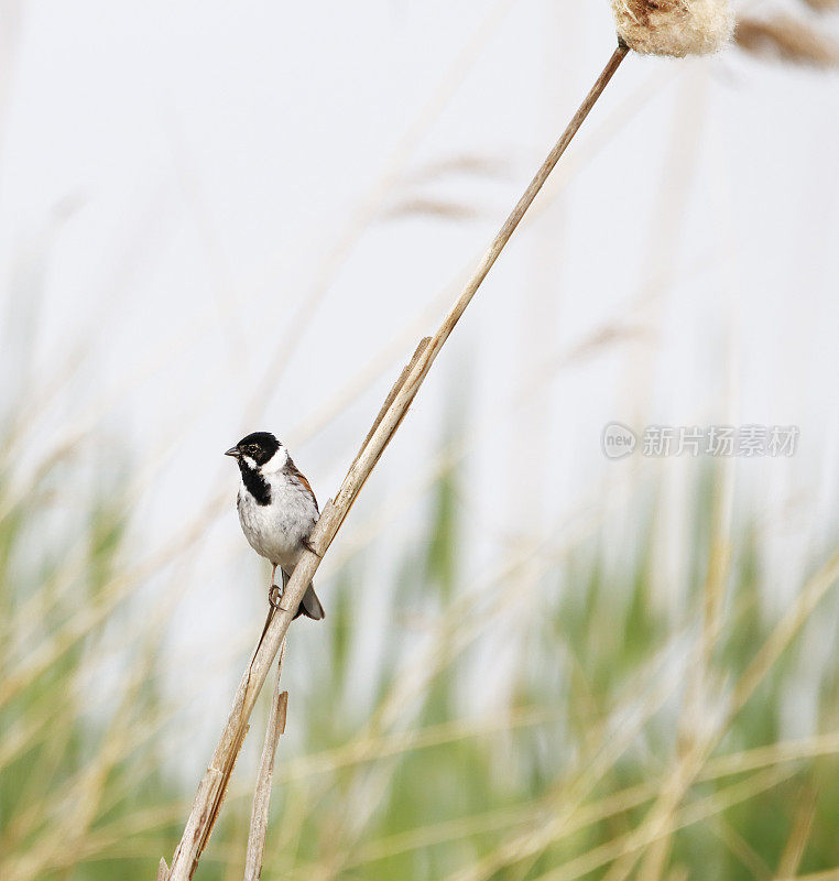 里德·班廷(Emberiza schoeniclus)